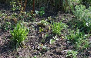 Blühender Garten anlegen