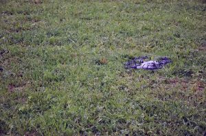 Naturzeit mit Kindern rund um Innsbruck