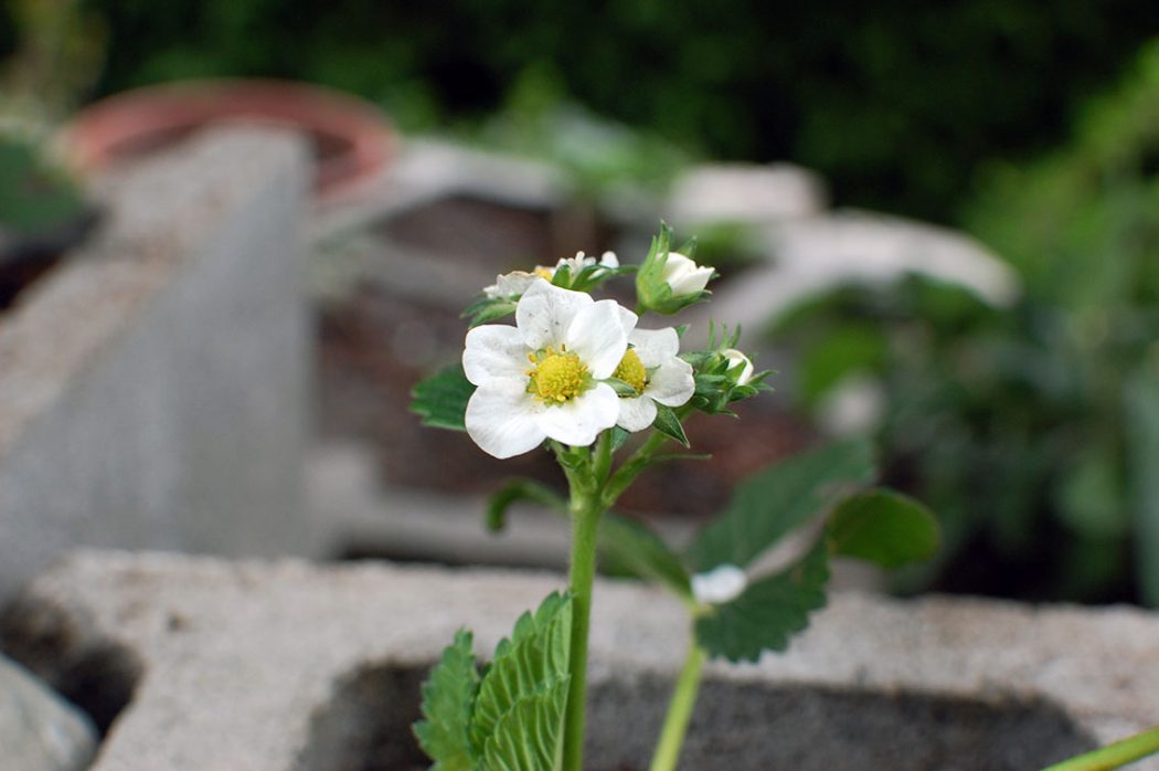 Garten im Mai