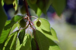 Naturgeister im Garten