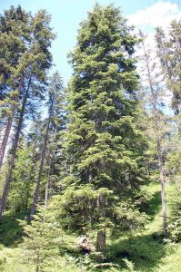 Naturzeit mit Kindern rund um Innsbruck