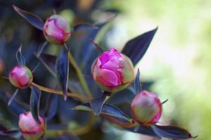 Naturgeister im Garten, meditieren lernen