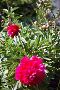 Naturgeister im Garten, meditieren lernen