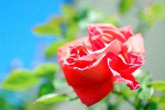 Naturgeister im Garten, Selfcare, Rose als Symbol für Partnerschaft und Beziehung wiederbeleben