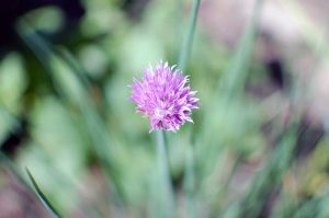 Naturgeister im Garten