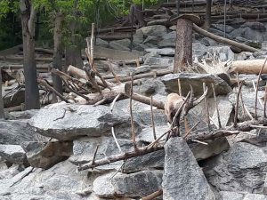 Steinböcke im Alpenzoo