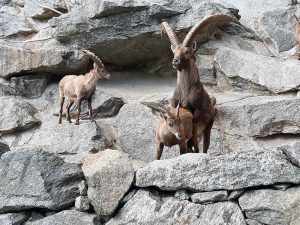 Steinböcke im Alpenzoo