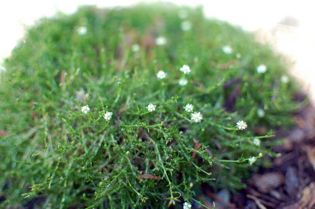 Naturgeister im Garten