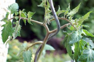 Garten im Mai