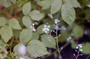 Naturgeister im Garten