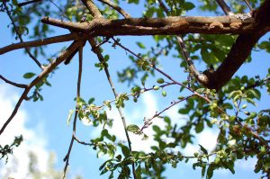 Naturgeister im Garten