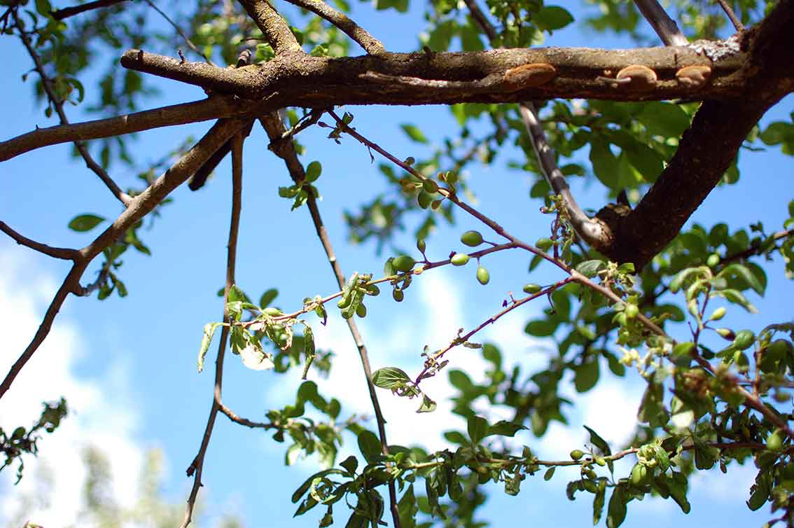 Naturgeister im Garten 