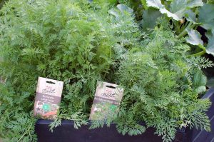 Alte Gemüsesorten und Heilkräuter