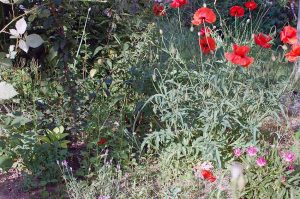 Staudengarten