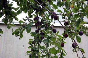 Zwetschgen und Äpfel einmachen