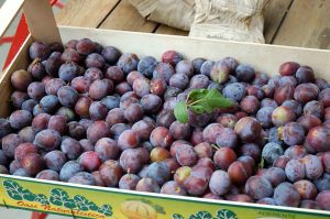 Zwetschgen und Äpfel einmachen