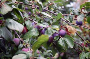 Zwetschgen und Äpfel einmachen
