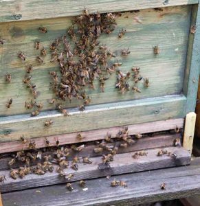 Propolis Heilkraft aus dem Bienenvolk