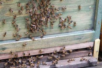 Propolis Heilkraft aus dem Bienenvolk