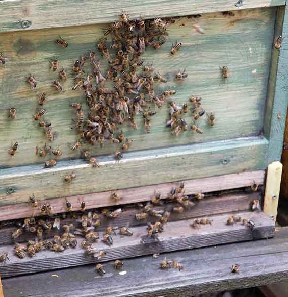 Propolis Heilkraft aus dem Bienenvolk