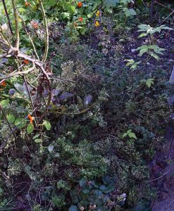 Mein Insektengarten: Was blüht im Oktober