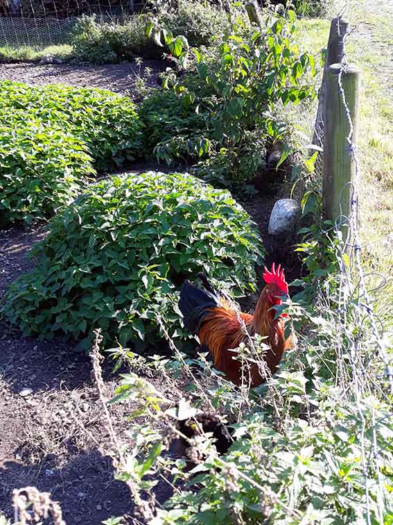 Kieferer Herbstspaziergang