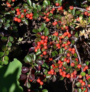 Mein Insektengarten: Was blüht im Oktober