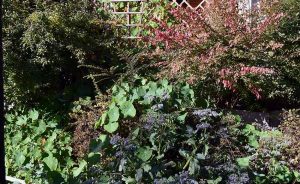 Mein Insektengarten: Was blüht im Oktober