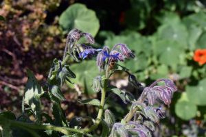 Mein Insektengarten: Was blüht im Oktober