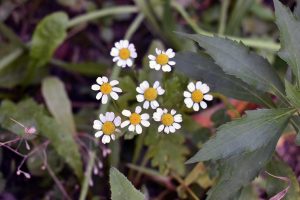 Mein Insektengarten: Was blüht im Oktober