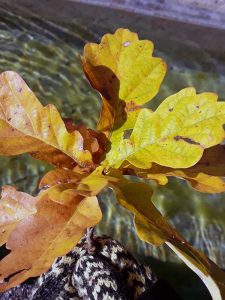 Kieferer Herbstspaziergang