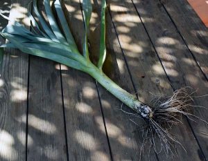 Mein Insektengarten: Was blüht im Oktober