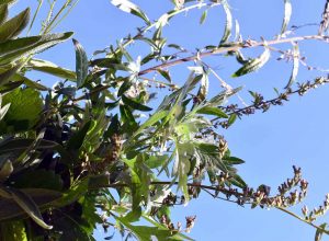 Räuchersticks im Oktober selbst herstellen