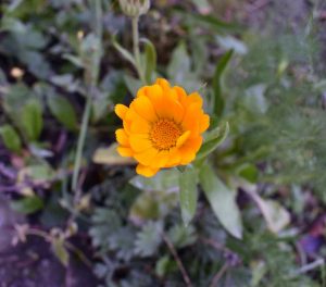 Mein Insektengarten: Was blüht im Oktober