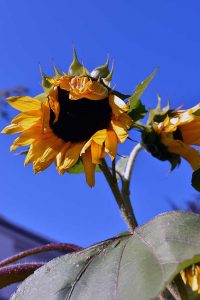 Mein Insektengarten: Was blüht im Oktober