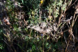Mein Insektengarten: Was blüht im Oktober