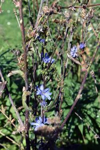 Mein Insektengarten: Was blüht im Oktober