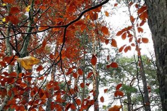 Herbstwald