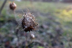 Garten im Januar