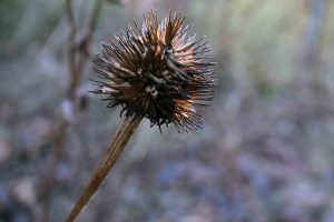 Garten im Januar