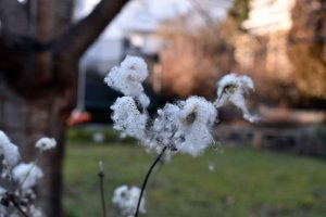 Garten im Januar