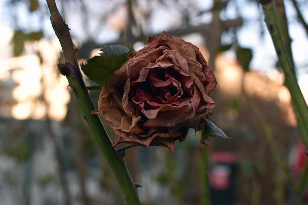 Partnerschaft und Beziehung wiederbeleben: Garten im Januar