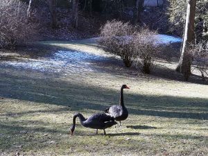 Natur im Januar