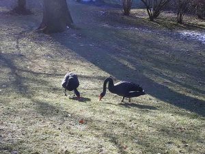 Natur im Januar