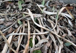 Natur im Januar