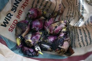 Blumenzwiebeln im Glas