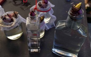 Blumenzwiebeln im Glas