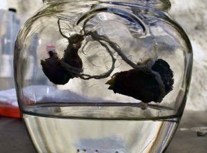 Blumenzwiebeln im Glas