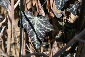 Garten im Februar