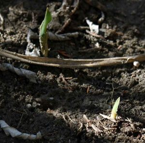 Garten im Februar